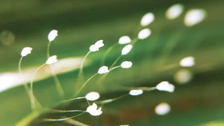 Ca khúc “Bà La hoa khai” (Hoa Ưu Đàm khai nở)