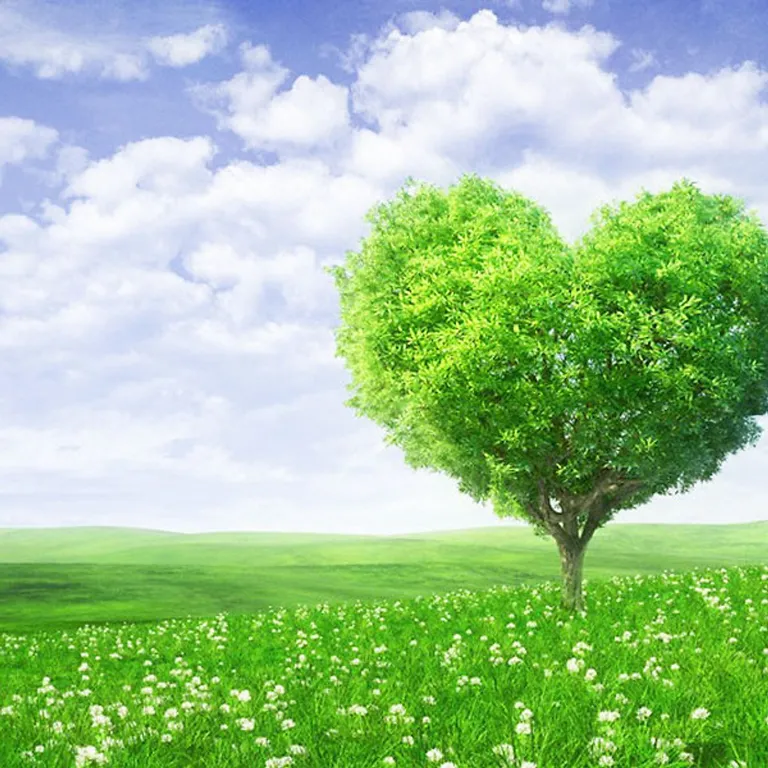 Trí tuệ của trái tim